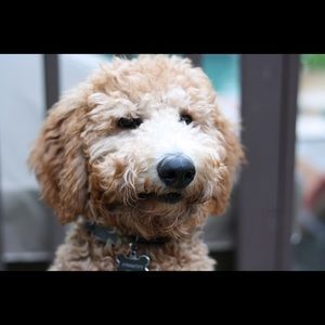 Meet your Posher, Mackenzie